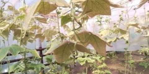 Kako se riješiti paukovih grinja u stakleniku